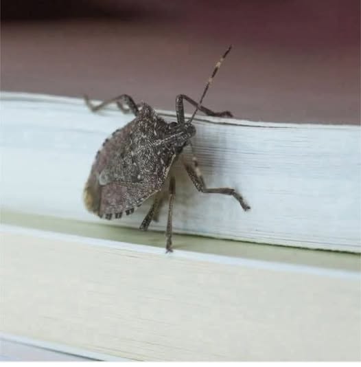 🐞 If you notice this insect in your home, you should go immediately to…see more .