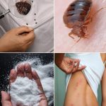 🛏️ Dealing with Bedbugs: How They Live, the Trouble They Cause, and Natural Ways to Eradicate Them 🛏️