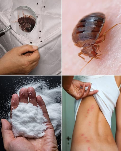 🛏️ Dealing with Bedbugs: How They Live, the Trouble They Cause, and Natural Ways to Eradicate Them 🛏️