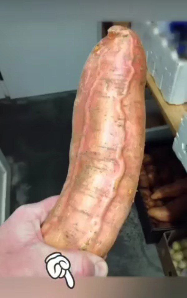 The Curious Case of the Giant Sweet Potato 🥔🤯