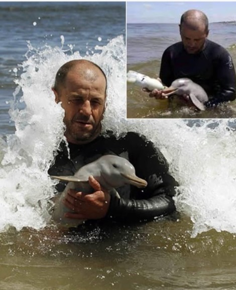 On a quiet beach in Piriápolis, Uruguay, the ocean delivered an extraordinary and fragile miracle—a newborn La Plata dolphin, barely clinging to life, her tiny body sti… See more
